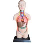 مولاژ مینی نیم تنه ساده( 1/4 اندازه طبیعی)