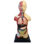 مولاژ نیم تنه انسان ( 1/2 اندازه طبیعی ) با نمایش ماهیچه