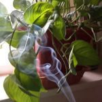 عود HEM GOOD HEALTH